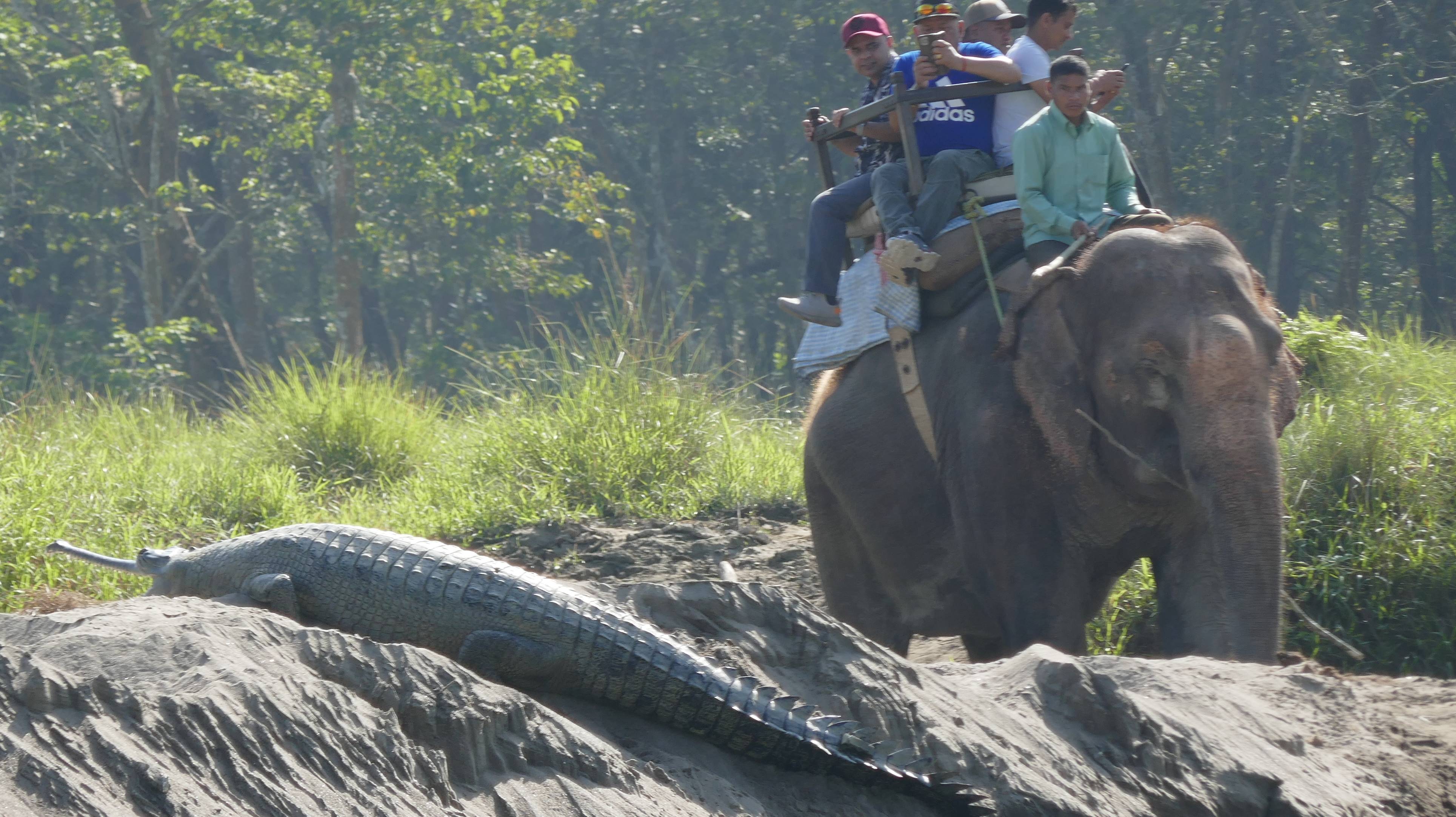 Elephent Safari