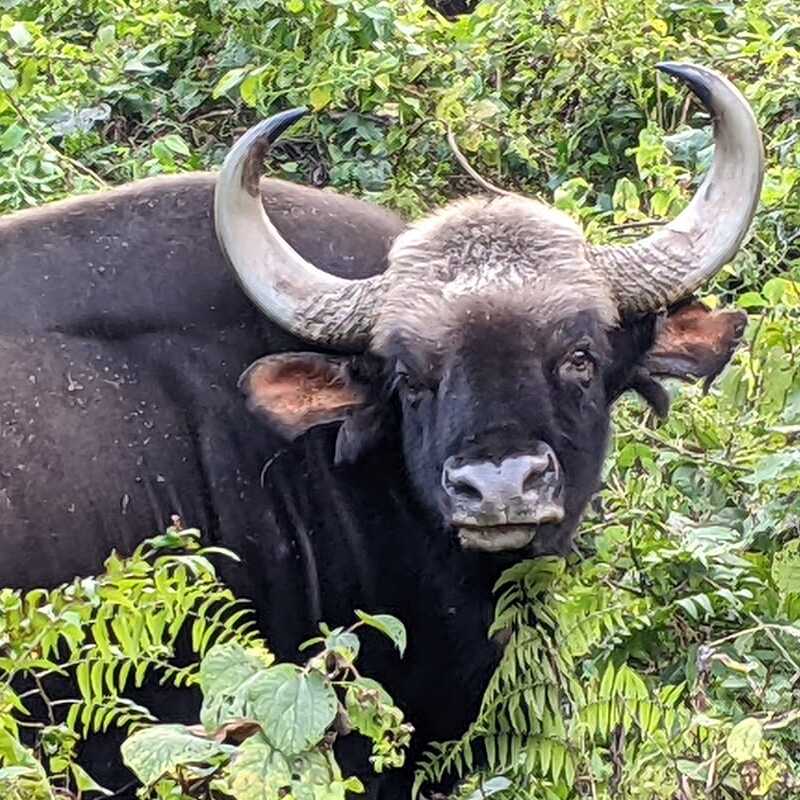 Photo of beautifully arrenged wild animals