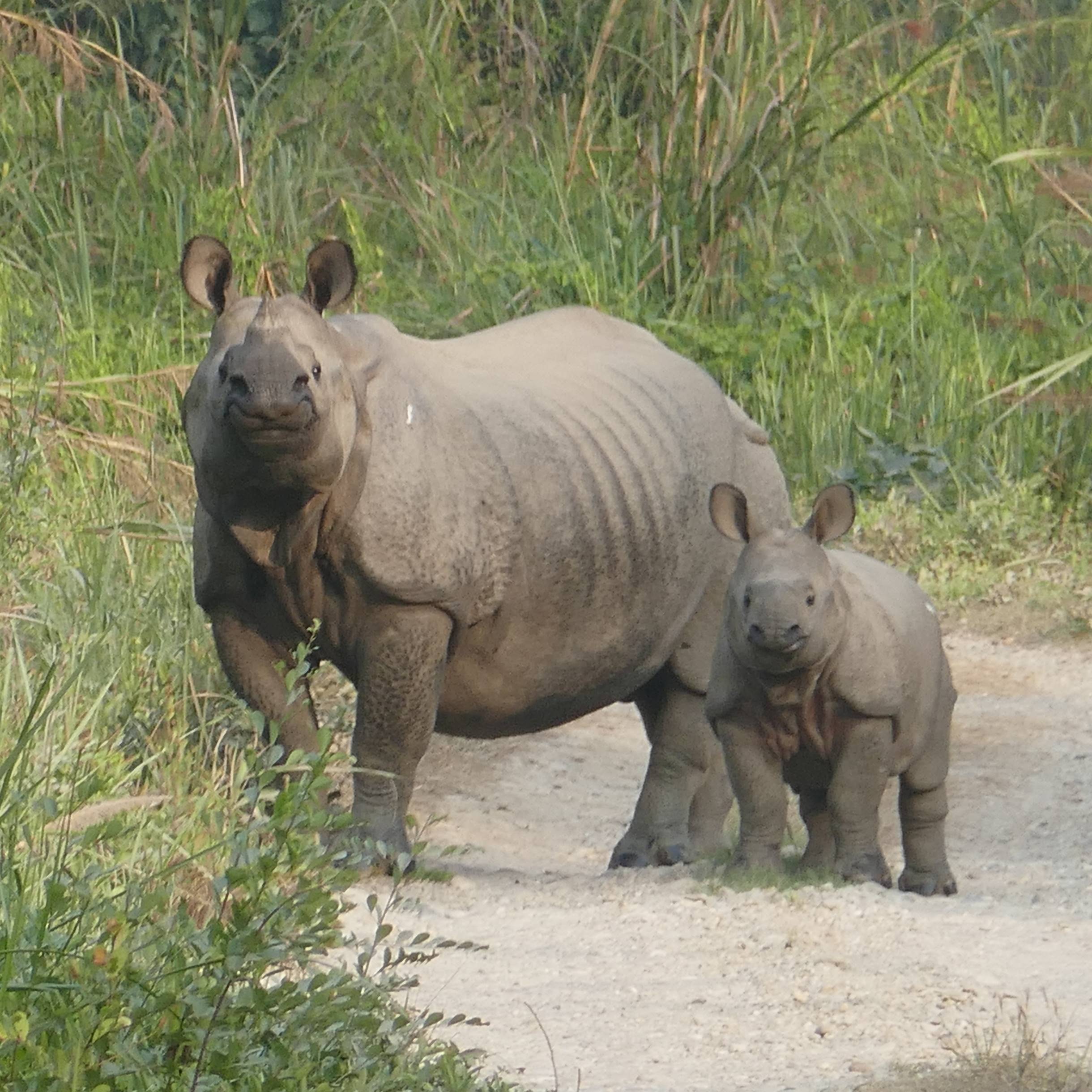 Photo of beautifully arrenged wild animals
