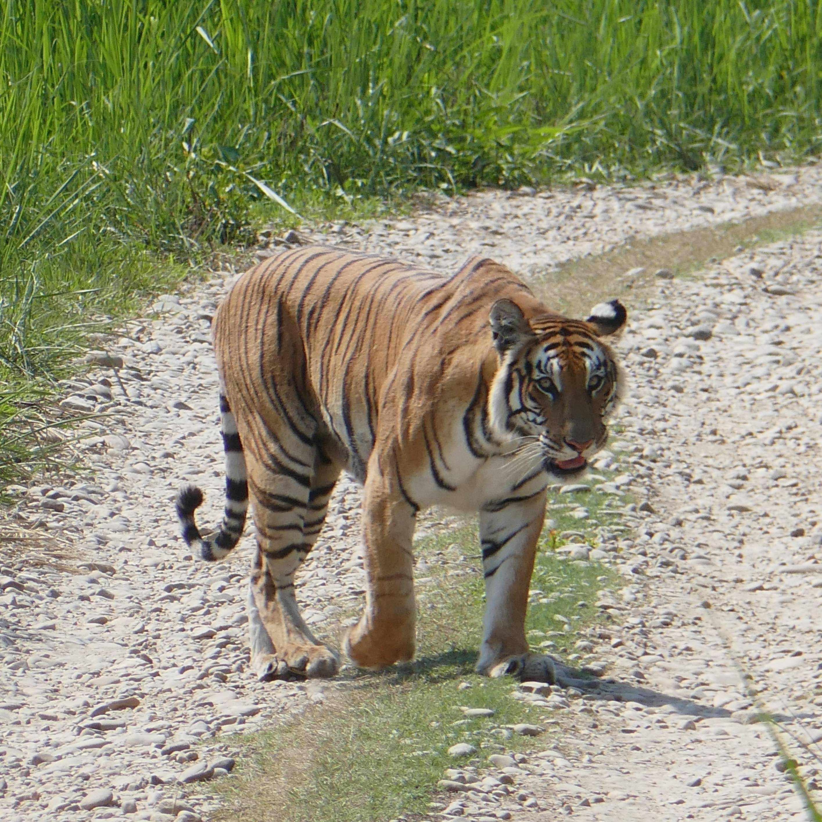 Photo of beautifully arrenged wild animals