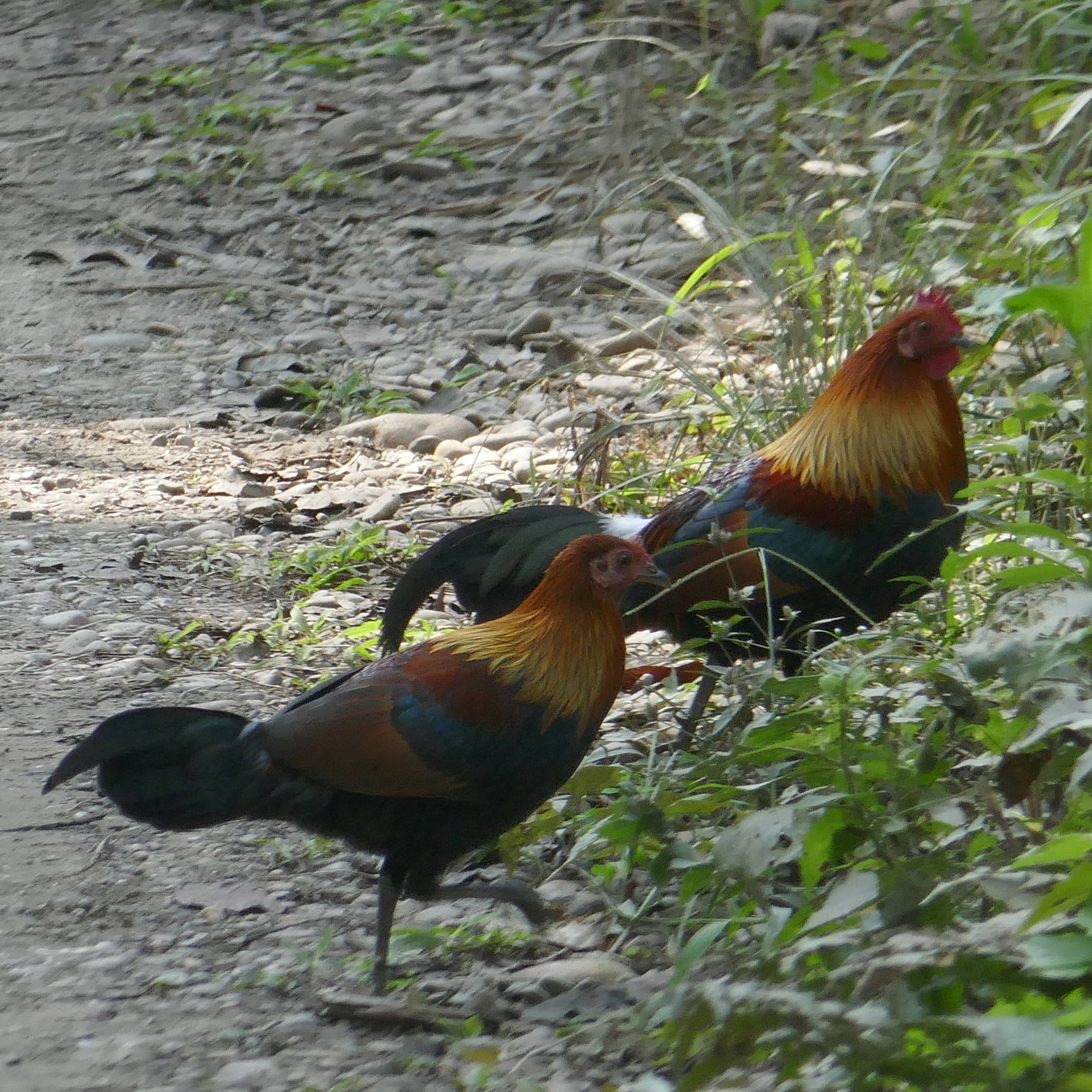 Photo of beautifully arrenged wild animals