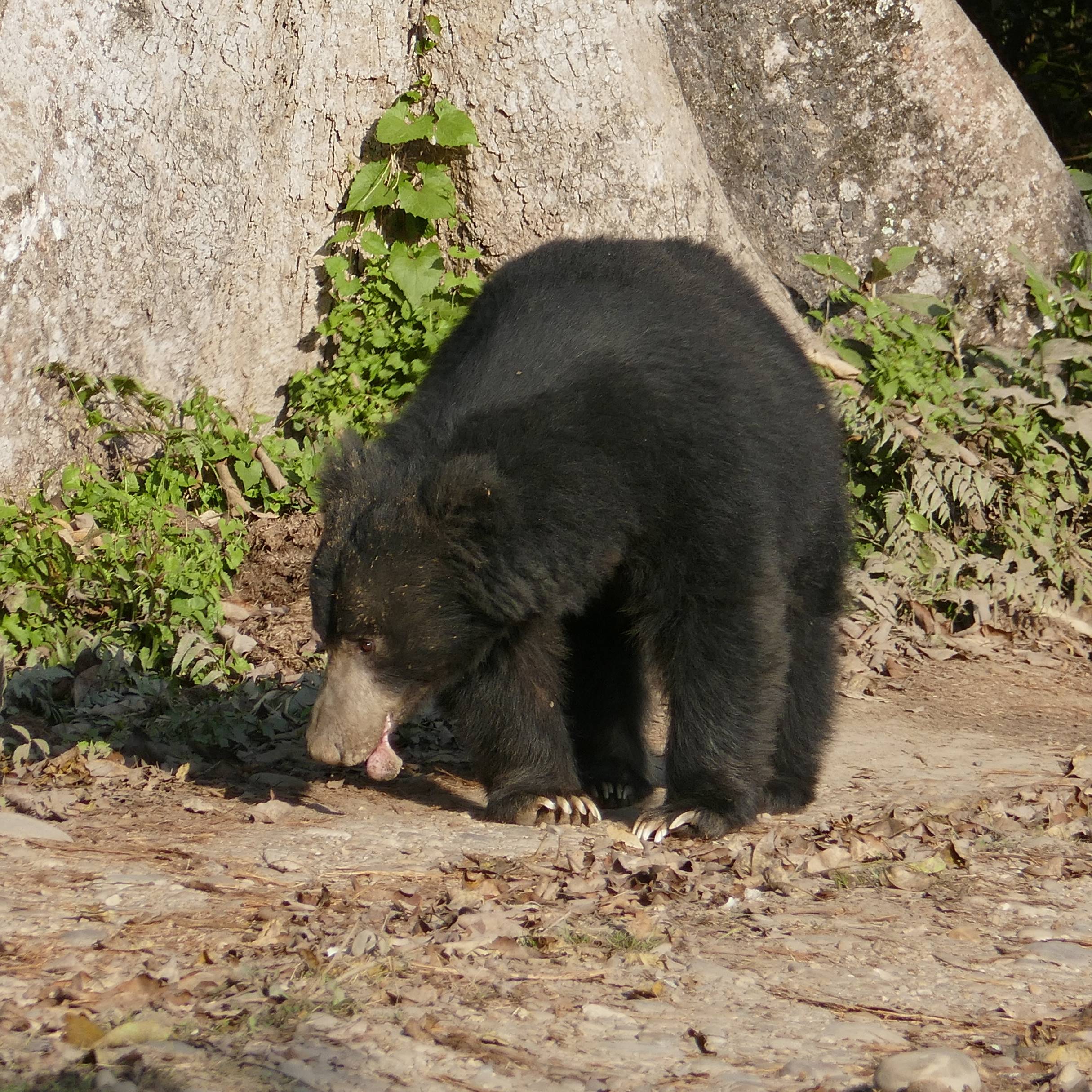 Photo of beautifully wild animals
            arrenged wild animals