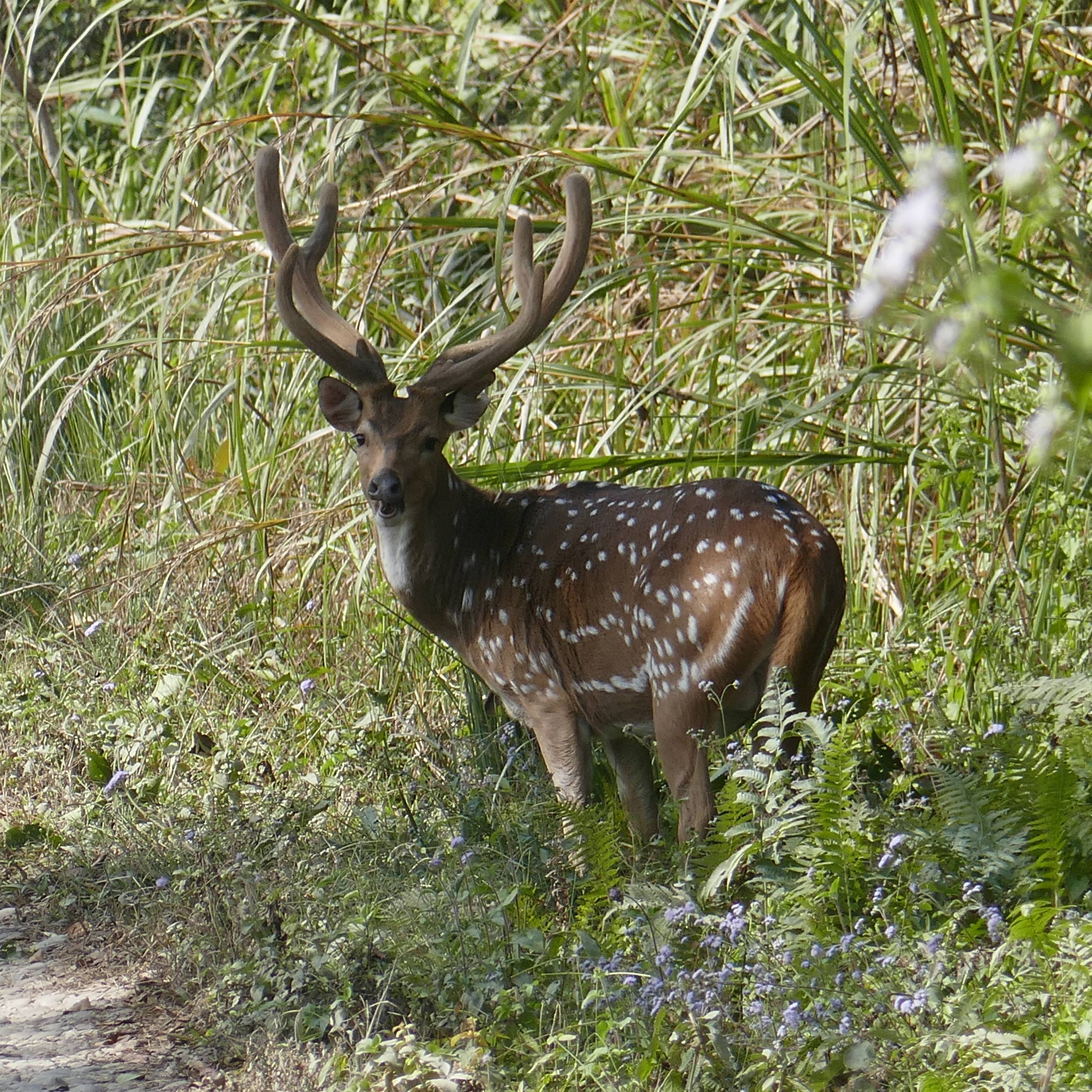 Photo of beautifully arrenged wild animals